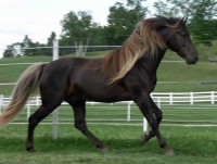 Rocky mountain horse